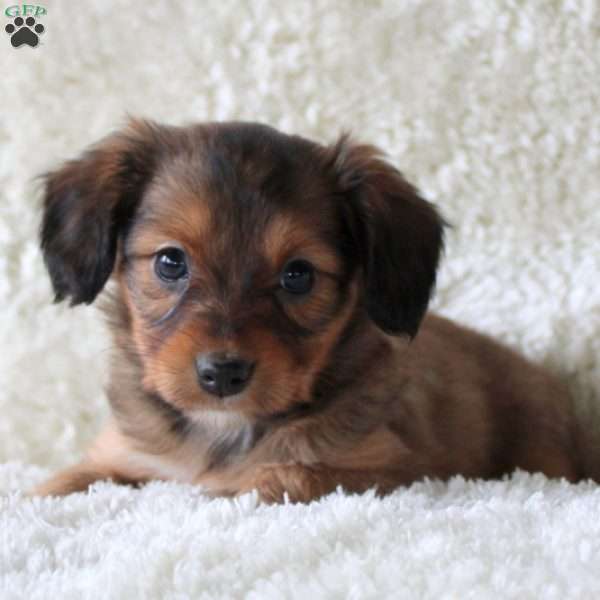 Polly, Cavalier King Charles Mix Puppy