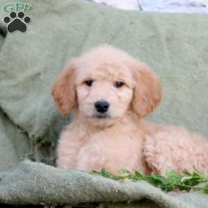 Polly, Goldendoodle Puppy