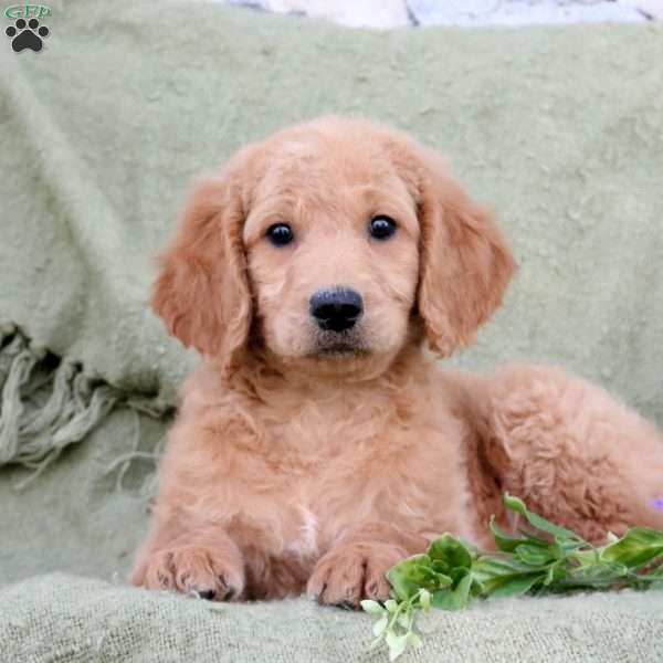 Preston, Goldendoodle Puppy