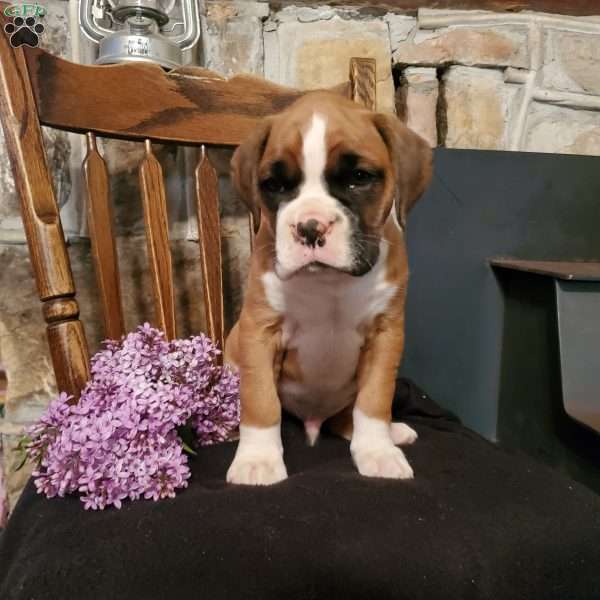 Preston, Boxer Puppy