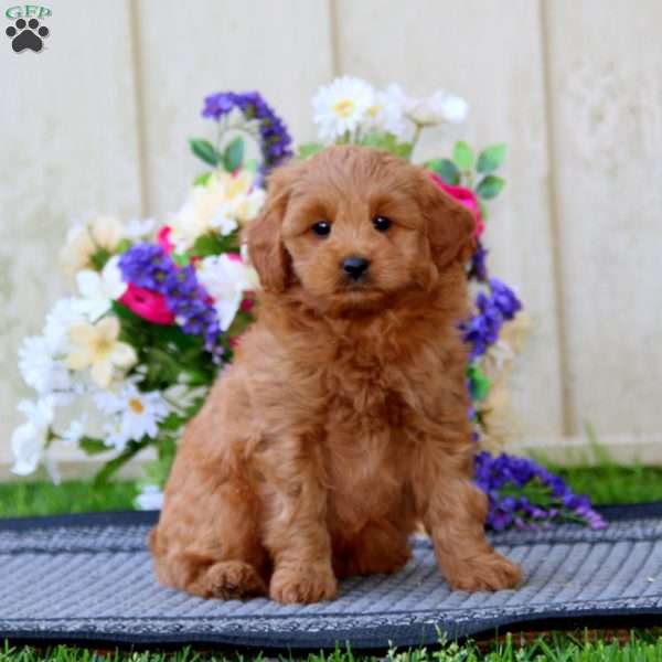 Priceless, Cavapoo Puppy