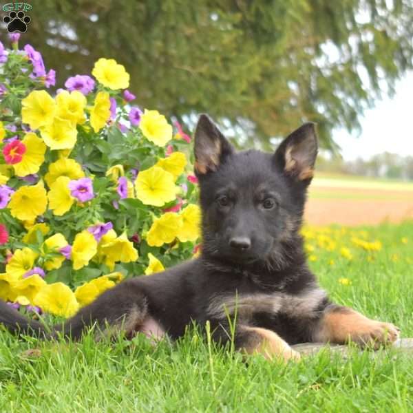 Prince, German Shepherd Puppy
