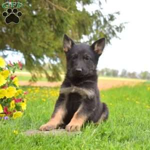 Prince, German Shepherd Puppy
