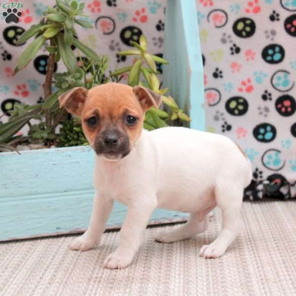 Quincy, Jack Russell Terrier Puppy