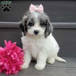 Cockapoo Puppies for Sale - Greenfield Puppies