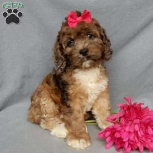 Cockapoo Puppies for Sale - Greenfield Puppies