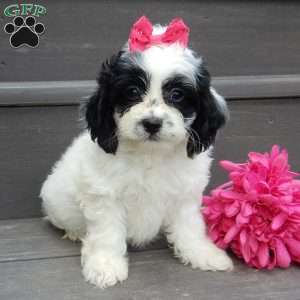 Cockapoo Puppies for Sale - Greenfield Puppies