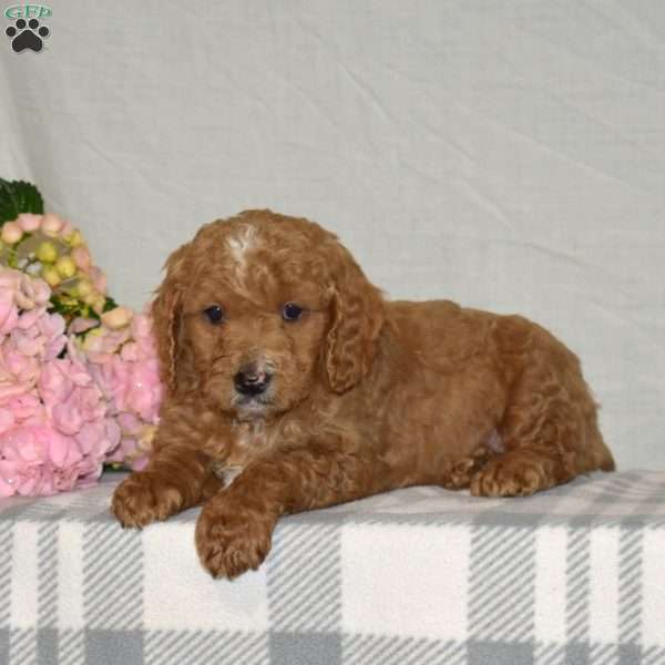 Ralph, Mini Goldendoodle Puppy