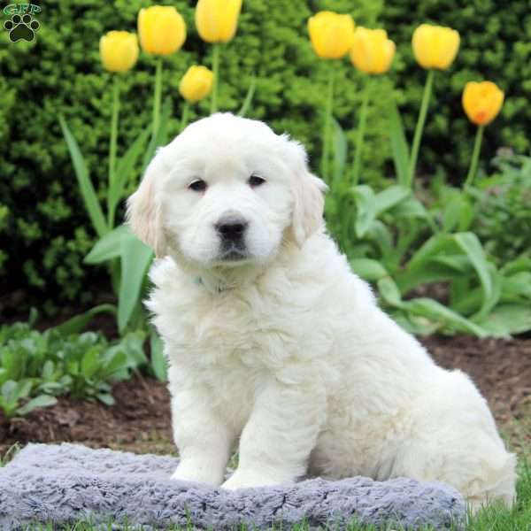 Reba, English Cream Golden Retriever Puppy