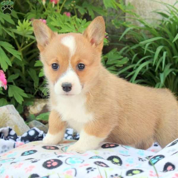 Reese, Pembroke Welsh Corgi Puppy