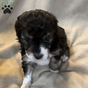 Reese, Mini Aussiedoodle Puppy
