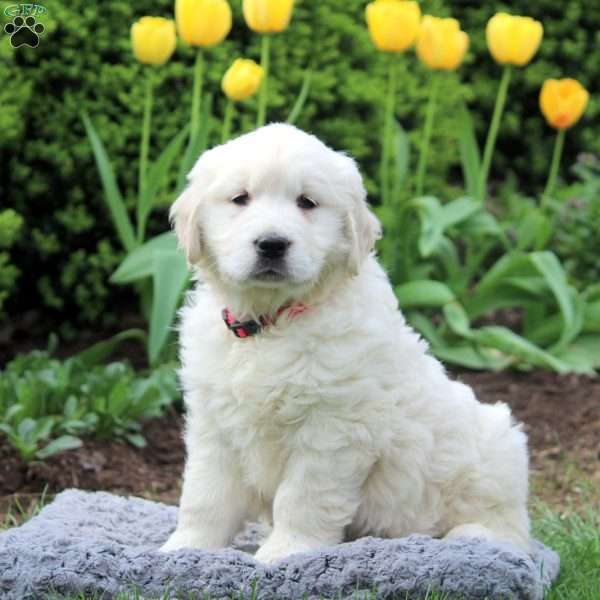 Remi, English Cream Golden Retriever Puppy