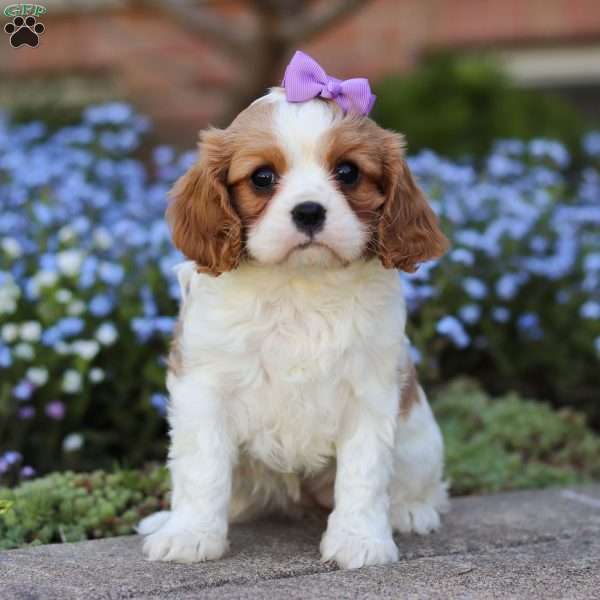 Remi, Cavalier King Charles Spaniel Puppy