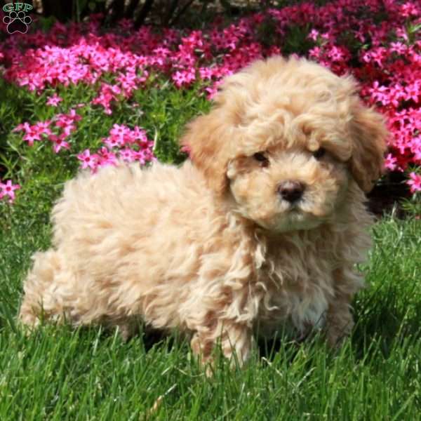 Remy, Toy Poodle Puppy