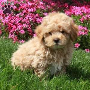 Remy, Toy Poodle Puppy