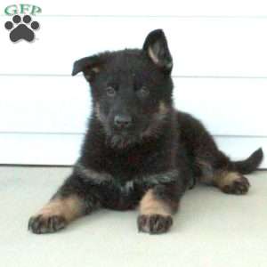 Remy, German Shepherd Puppy