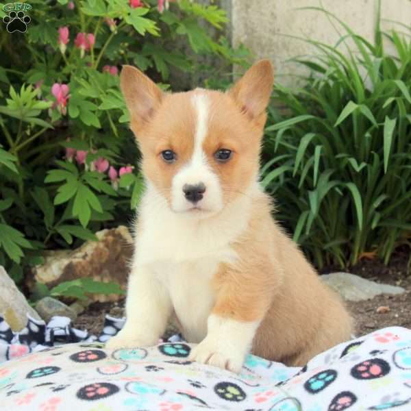 Rhett, Pembroke Welsh Corgi Puppy