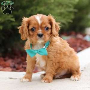 Riley, Cavalier King Charles Spaniel Puppy
