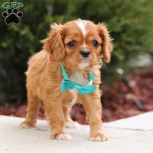 Riley, Cavalier King Charles Spaniel Puppy