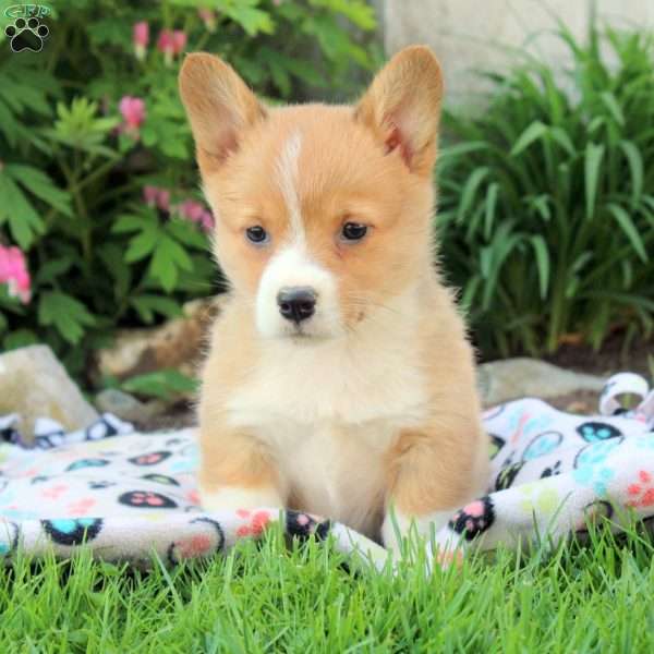 Riley, Pembroke Welsh Corgi Puppy