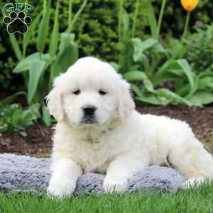 Riley, English Cream Golden Retriever Puppy