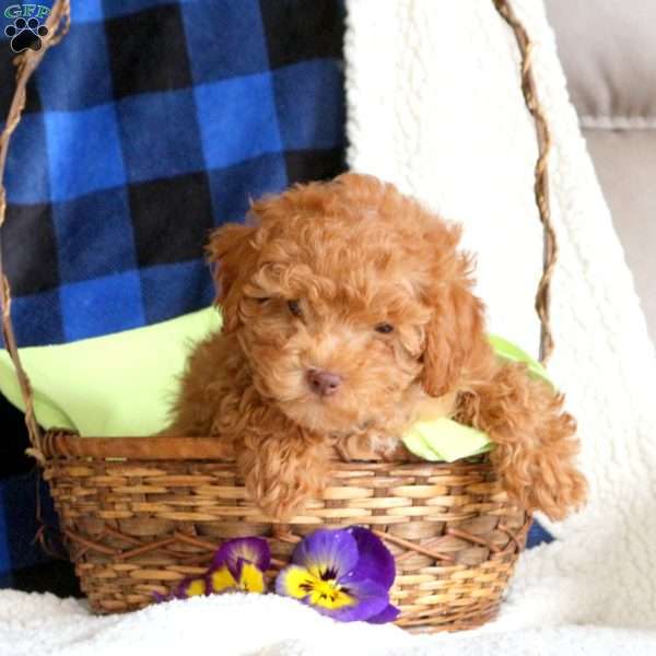 Roamin, Toy Poodle Puppy