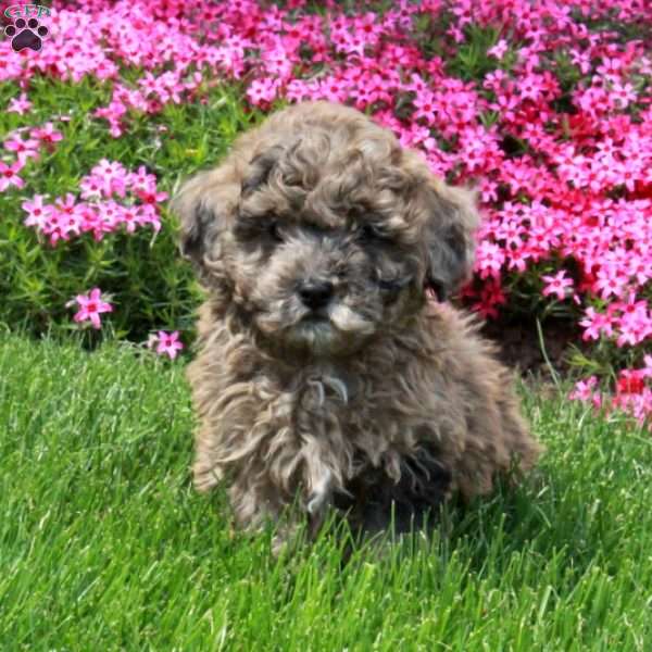Rocco, Toy Poodle Puppy