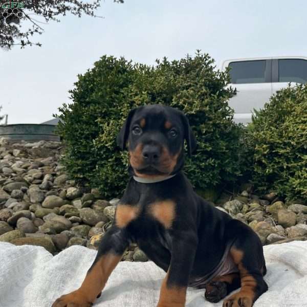Rocco, Doberman Pinscher Puppy