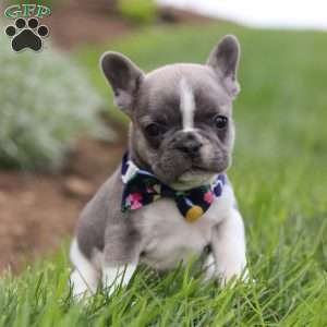 Rocky, French Bulldog Puppy