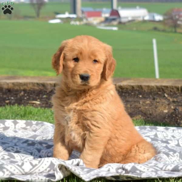 Rocky, Golden Retriever Puppy
