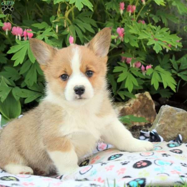 Roman, Pembroke Welsh Corgi Puppy