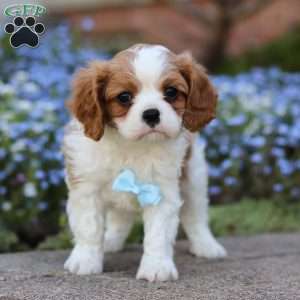 Ronald, Cavalier King Charles Spaniel Puppy