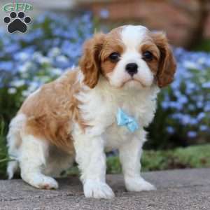 Ronald, Cavalier King Charles Spaniel Puppy