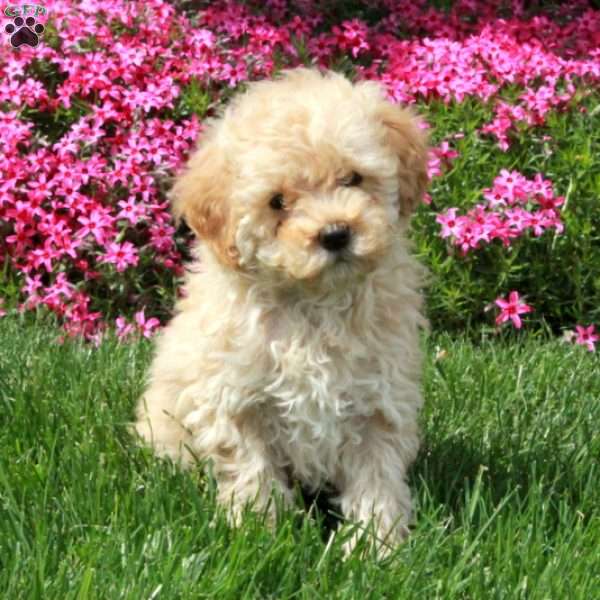 Rooney, Toy Poodle Puppy