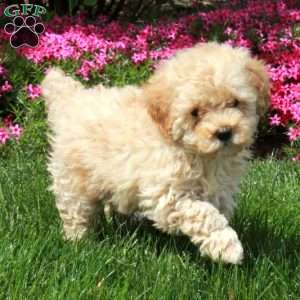 Rooney, Toy Poodle Puppy