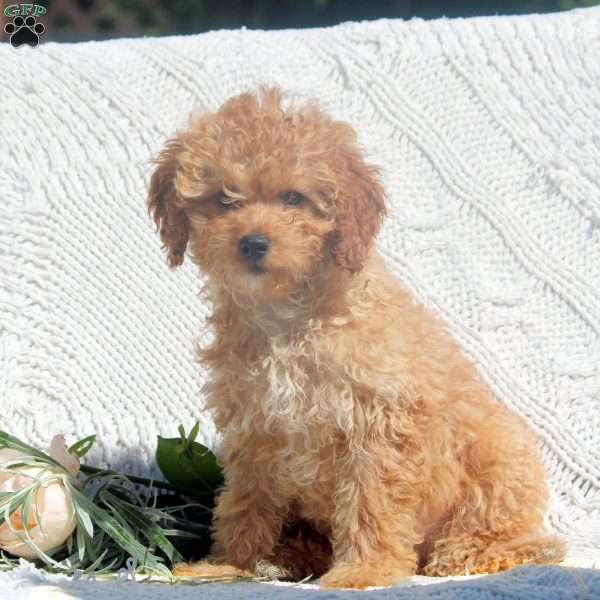 Rory, Cavapoo Puppy