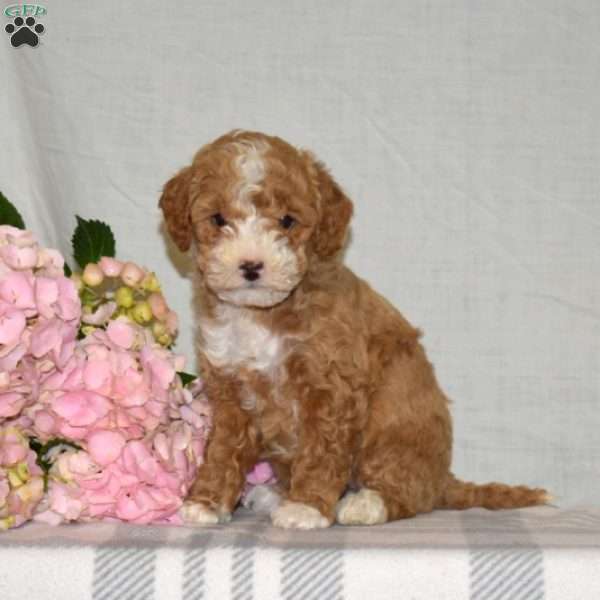 Rose, Mini Goldendoodle Puppy