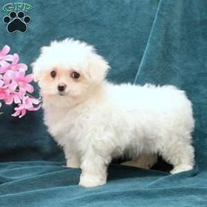 Maltese Puppies For Sale - Greenfield Puppies