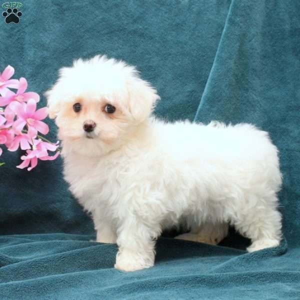 Rose, Maltese Puppy