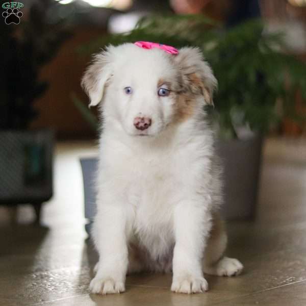 Rosie, Miniature Australian Shepherd Puppy