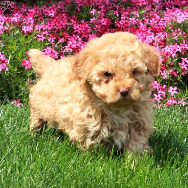 Rosie, Toy Poodle Puppy