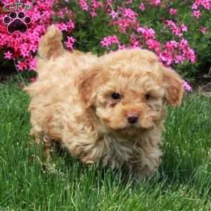 Rosie, Toy Poodle Puppy