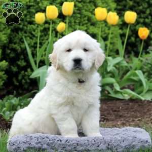 Ross, English Cream Golden Retriever Puppy