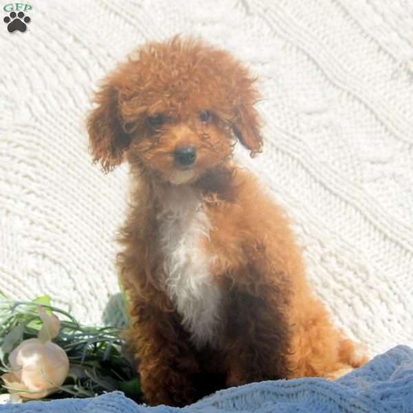 Rowan, Cavapoo Puppy