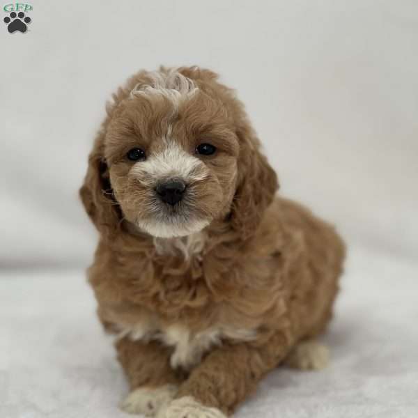 Ruby, Mini Goldendoodle Puppy