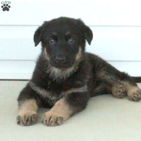 Rudy, German Shepherd Puppy