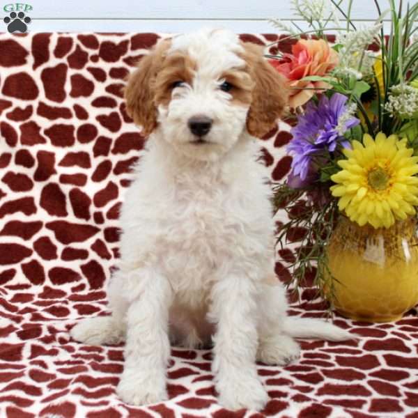 Russel, Mini Goldendoodle Puppy