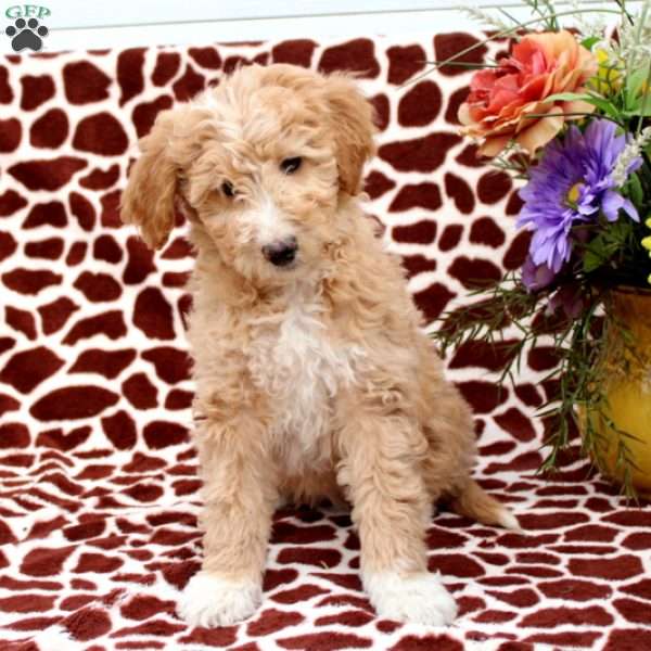 Rylin, Mini Goldendoodle Puppy