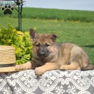 Sage, German Shepherd Puppy
