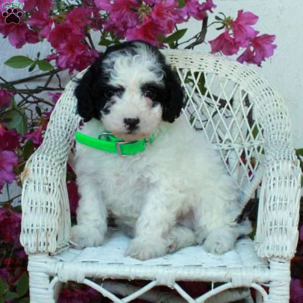 Sally, Miniature Poodle Puppy